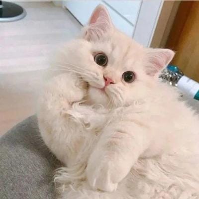 صاحبہ لودھی avatar